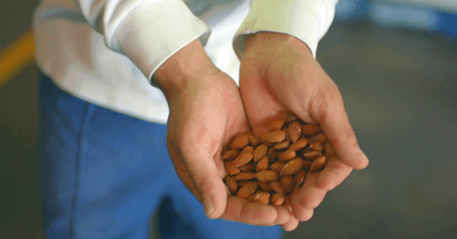 https://images.contentstack.io/v3/assets/blt9777ffe07a3470fa/blt23324fb05b5bed8e/673870734e16055c73bd7284/Almonds1.png https://images.contentstack.io/v3/assets/blt9777ffe07a3470fa/blt23324fb05b5bed8e/673870734e16055c73bd7284/Almonds1.png