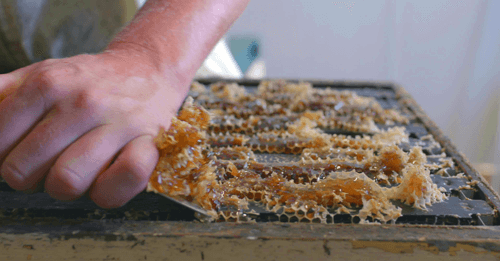 https://images.contentstack.io/v3/assets/blt9777ffe07a3470fa/blt27255710587dce1a/6738705f2ae9381f4e441c15/Honey-Processing-Blenheim1.png https://images.contentstack.io/v3/assets/blt9777ffe07a3470fa/blt27255710587dce1a/6738705f2ae9381f4e441c15/Honey-Processing-Blenheim1.png