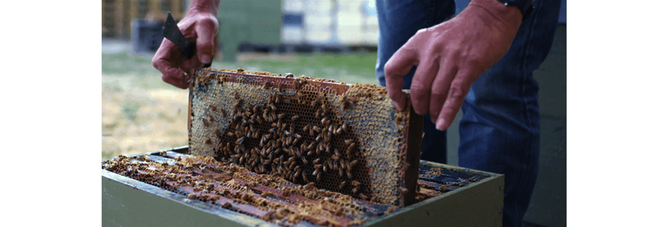 Manuka honey from the South Island