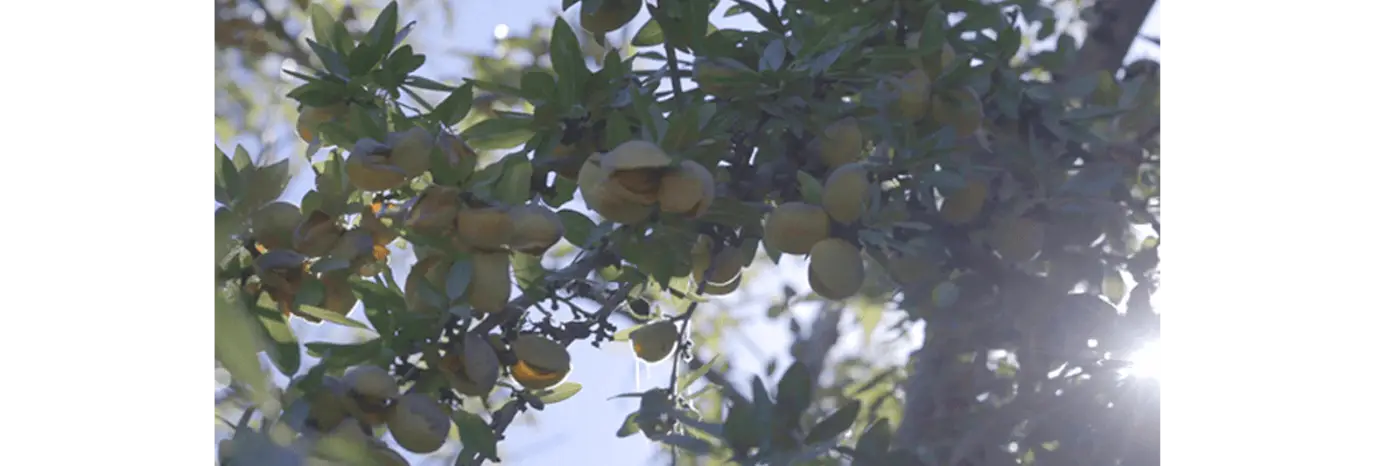 Almonds from Australia