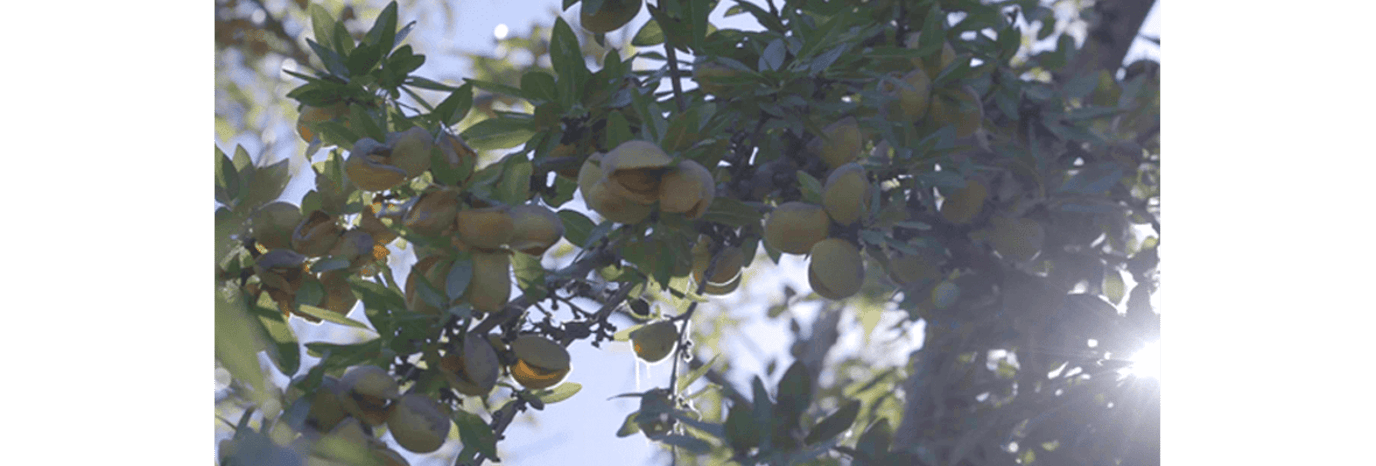 Almonds from Australia