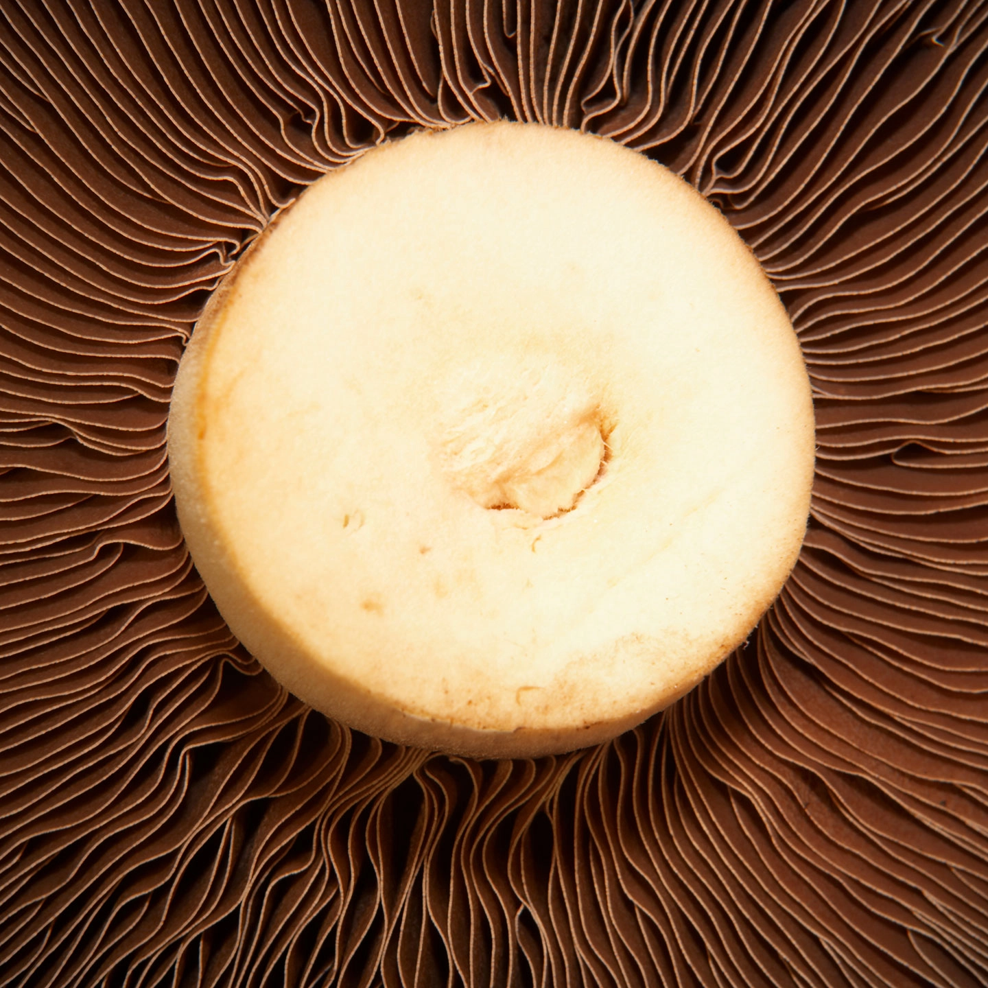 Mushroom texture - Plantwell vitamin D source