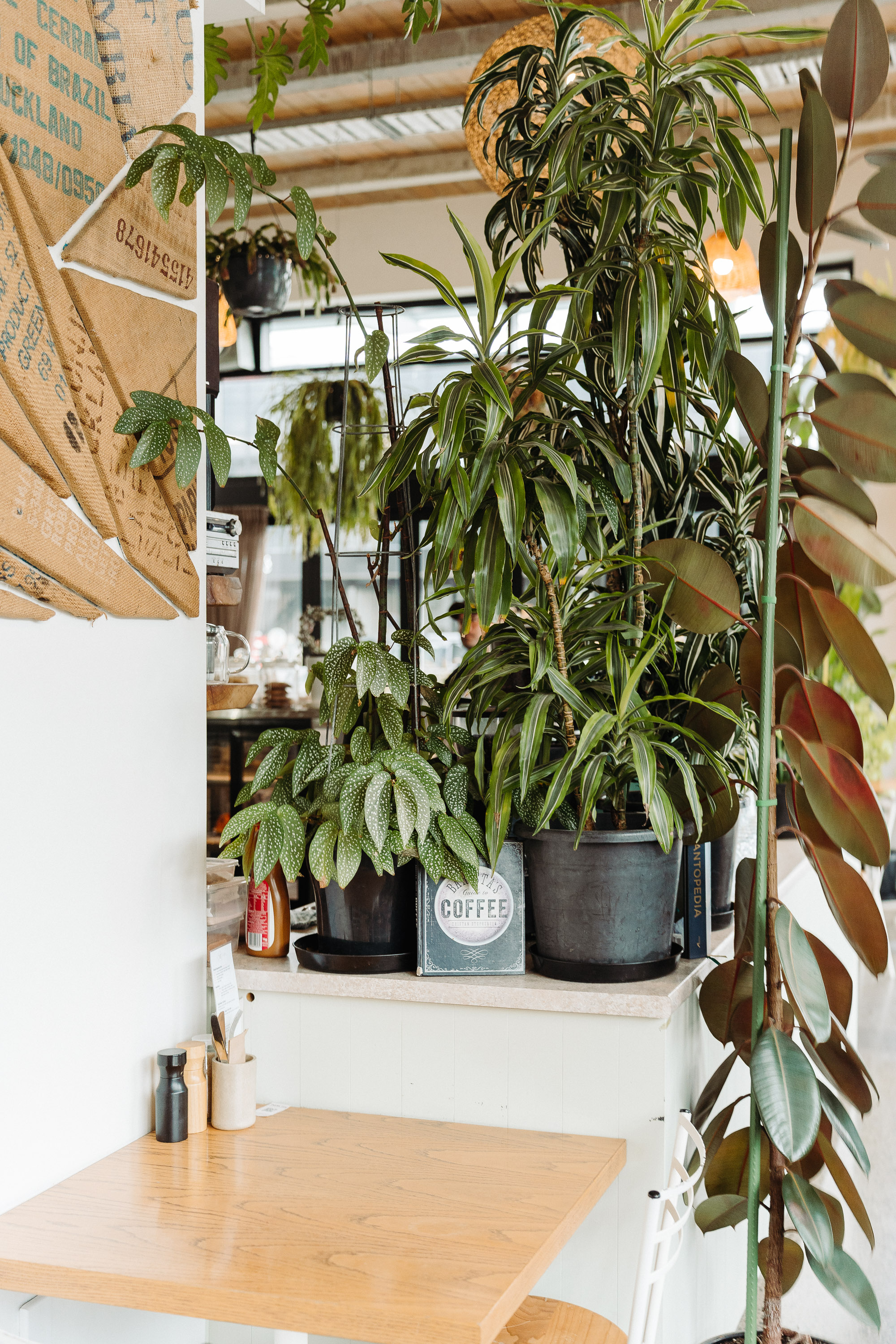 Indoor café corner filled with lush potted houseplants on a counter, with burlap coffee sacks hanging on the wall and soft warm lighting in the background.
