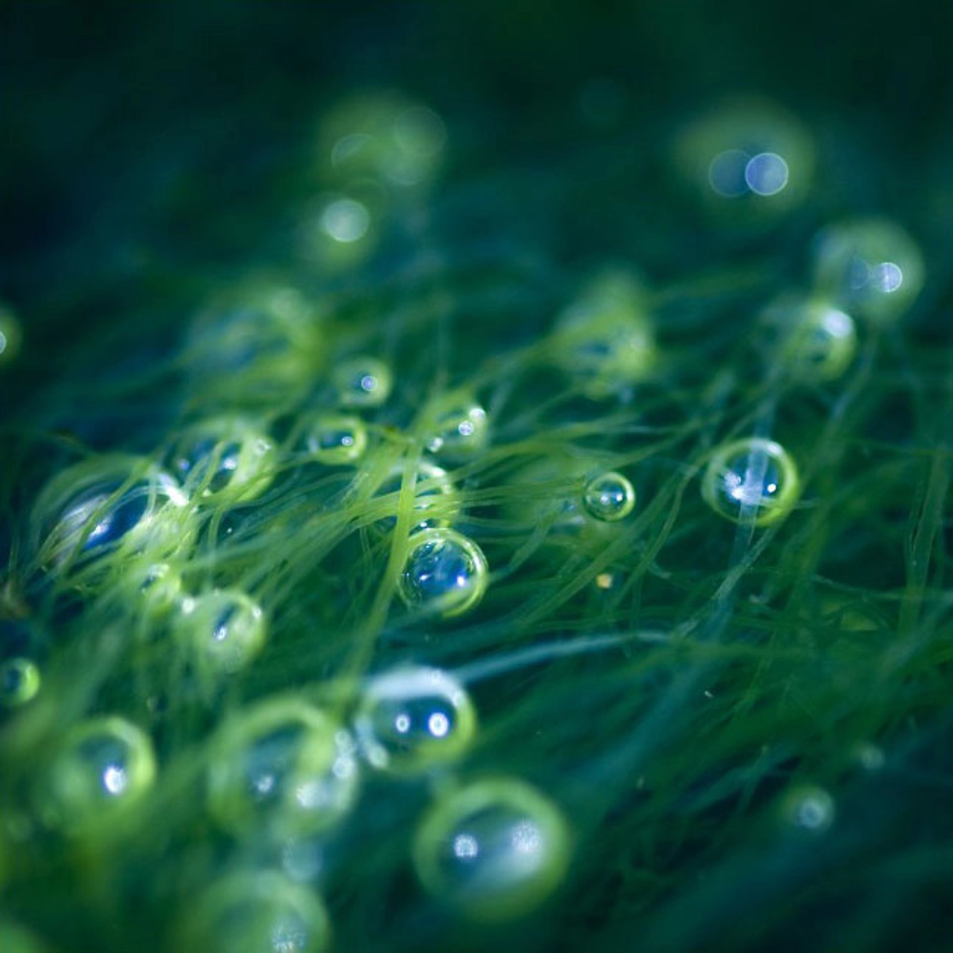 Plantwell leaf texture