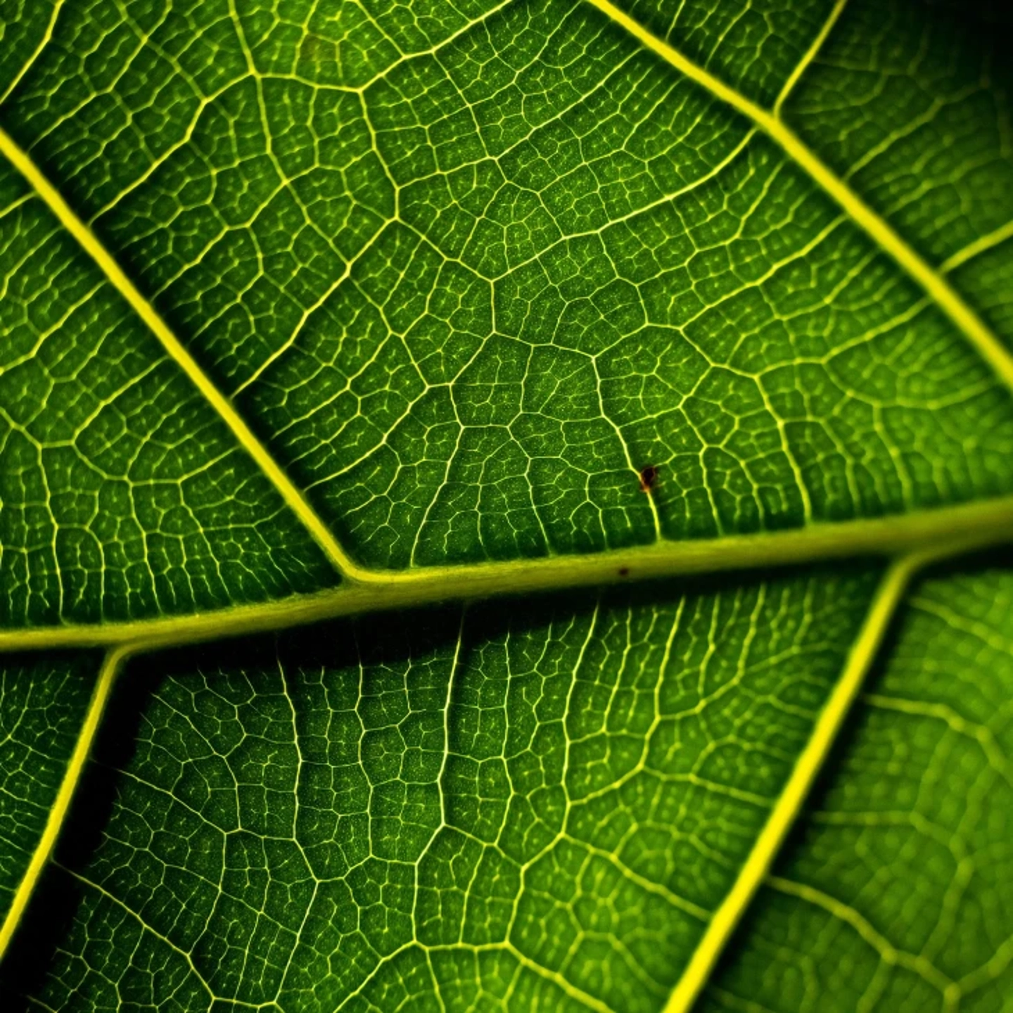 Plantwell leaf texture