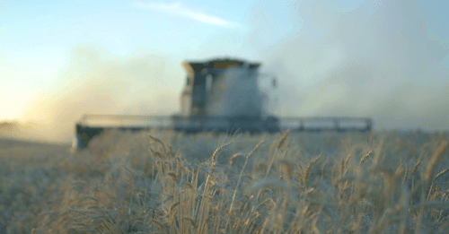 https://images.contentstack.io/v3/assets/blt9777ffe07a3470fa/blt60dc81d670fda6ba/673870706fa77e1d2d61eb96/Wheat-51.png https://images.contentstack.io/v3/assets/blt9777ffe07a3470fa/blt60dc81d670fda6ba/673870706fa77e1d2d61eb96/Wheat-51.png