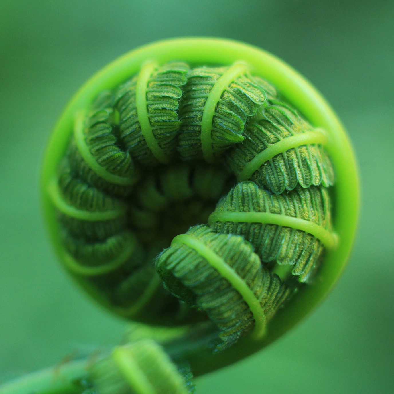 Plantwell leaf texture