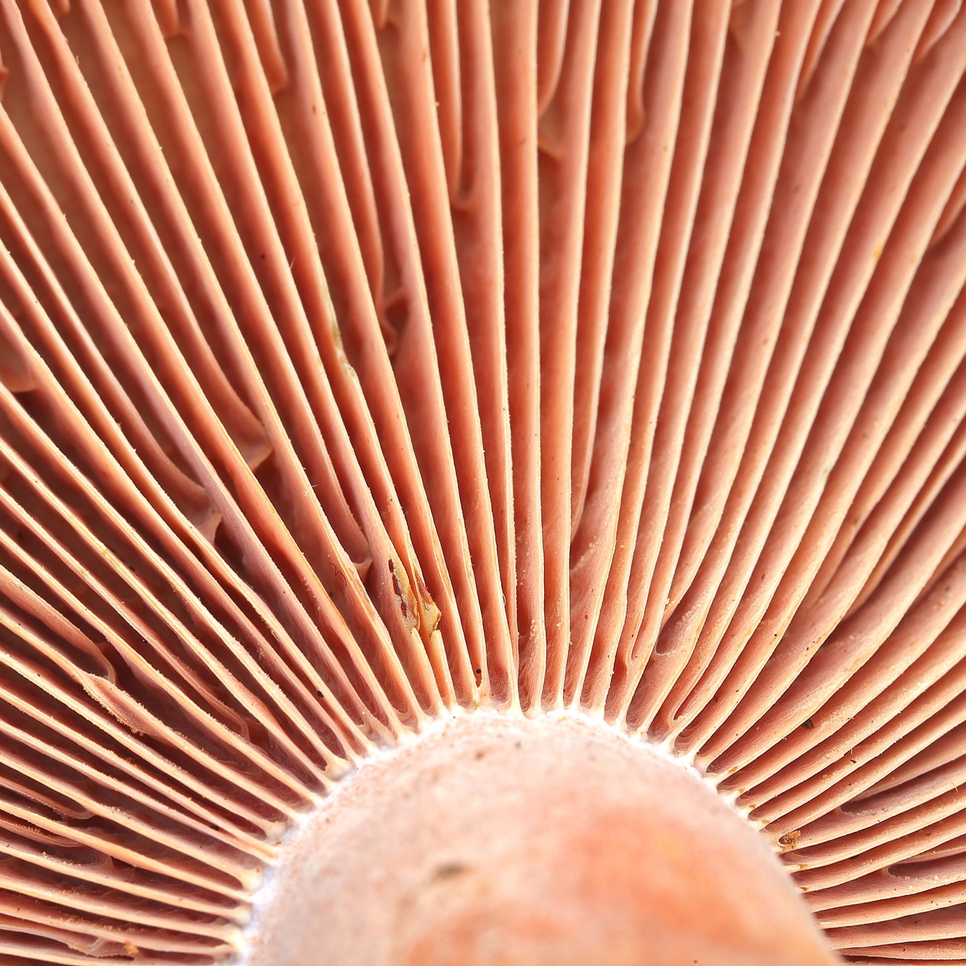 Plantwell Mushroom Texture