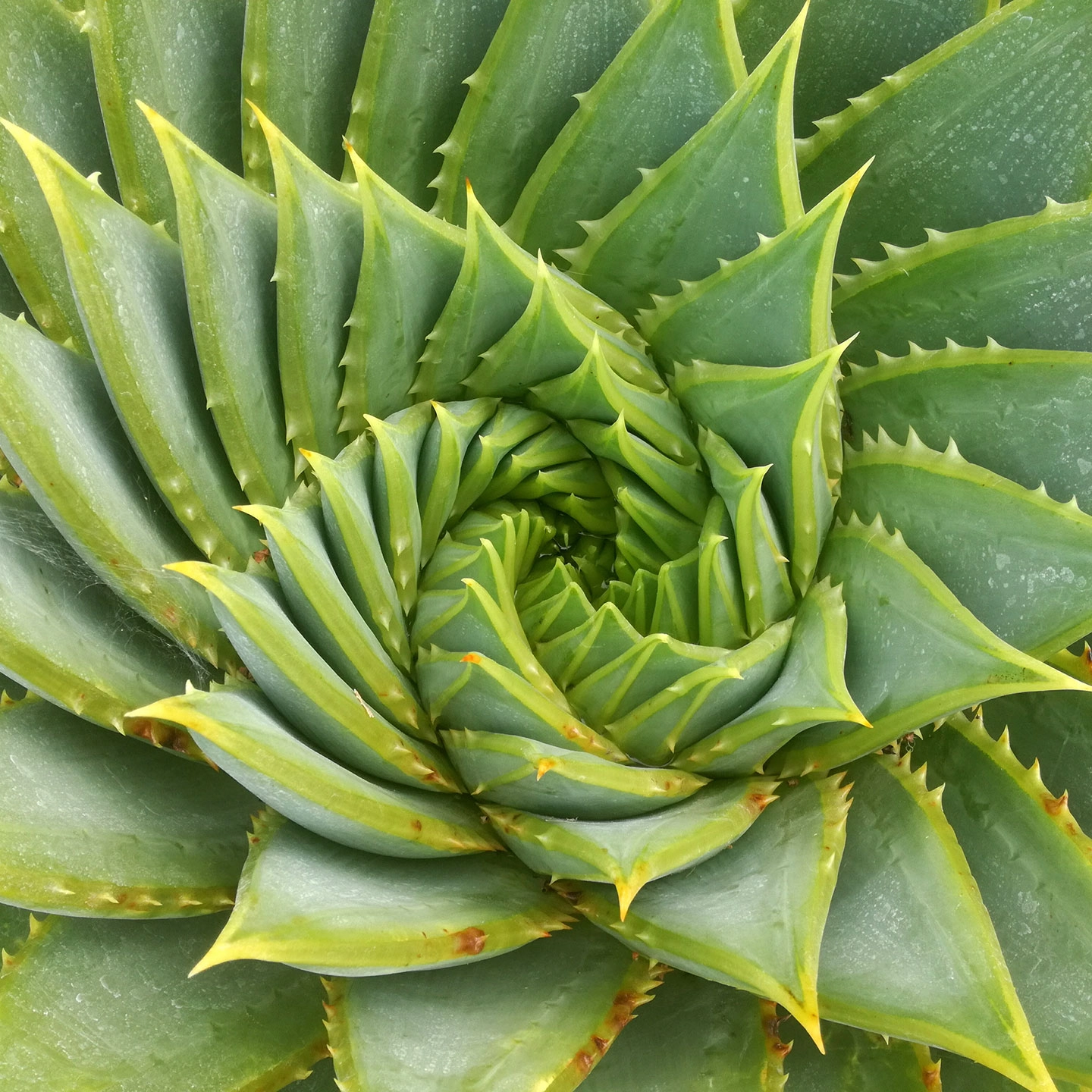 Plantwell leaf texture