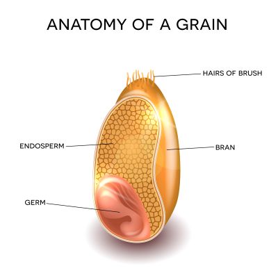 https://images.contentstack.io/v3/assets/blt9777ffe07a3470fa/blt9502cc236412dc5f/673865cfb604f42ce0b0fdbe/parts_of_a_wholegrain.jpg https://images.contentstack.io/v3/assets/blt9777ffe07a3470fa/blt9502cc236412dc5f/673865cfb604f42ce0b0fdbe/parts_of_a_wholegrain.jpg