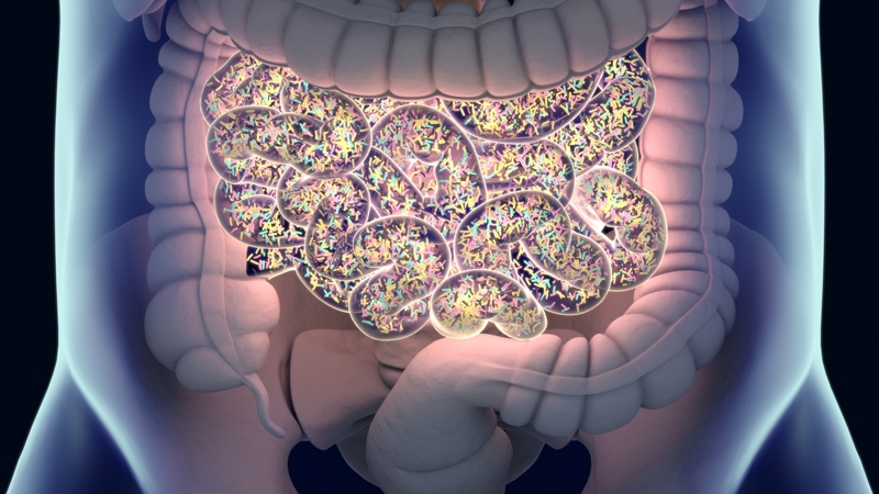 https://images.contentstack.io/v3/assets/blt9777ffe07a3470fa/bltac0cd161adc7f62e/67387650b604f4f662b0fe83/gut-bacteria-intestines_800.jpg https://images.contentstack.io/v3/assets/blt9777ffe07a3470fa/bltac0cd161adc7f62e/67387650b604f4f662b0fe83/gut-bacteria-intestines_800.jpg