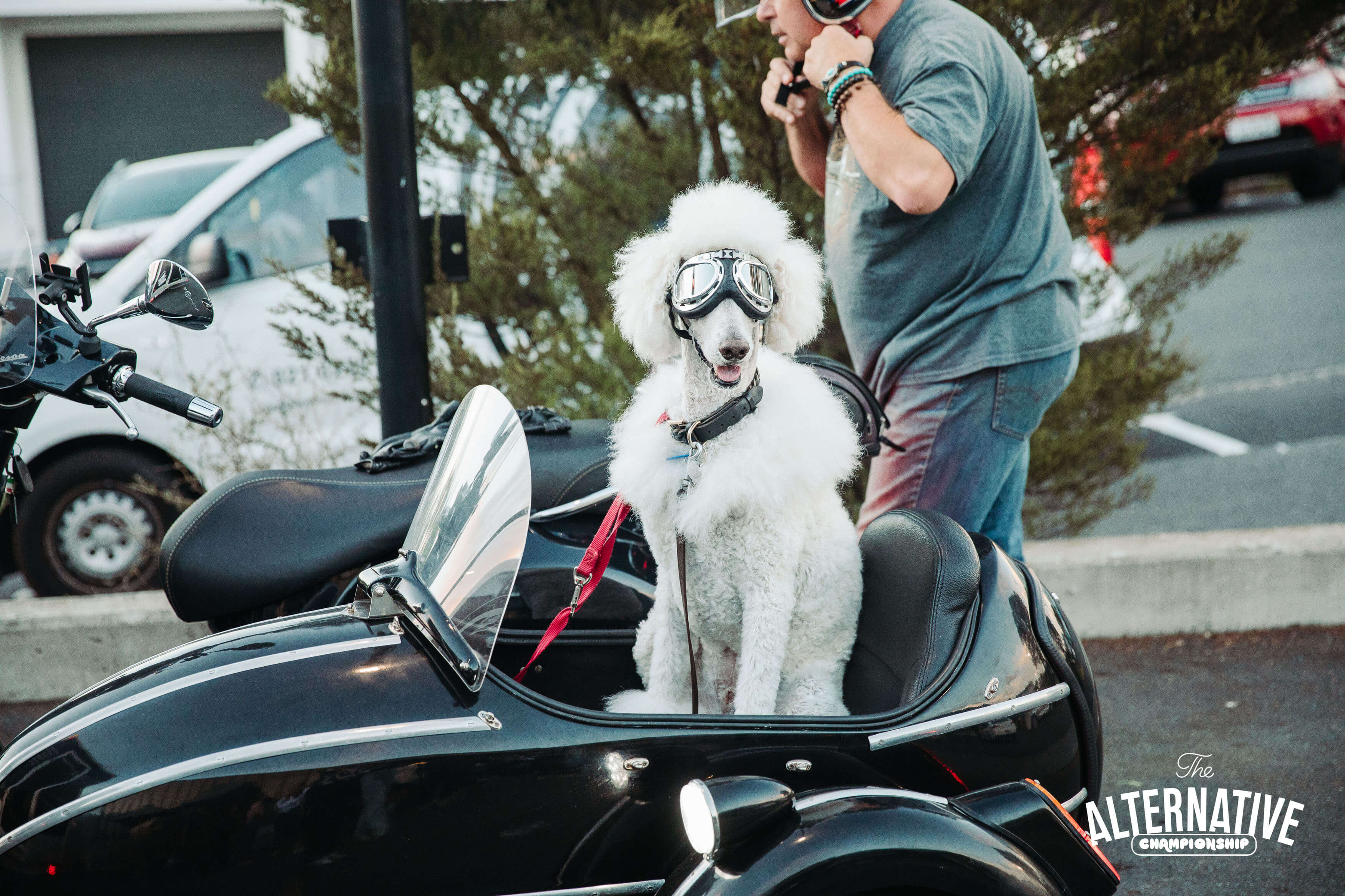 TheAlternativeChampionship_Auckland-130.jpg