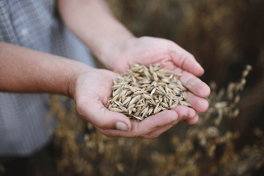 The Alternative Dairy Co Oat Milk - Australian ingredients