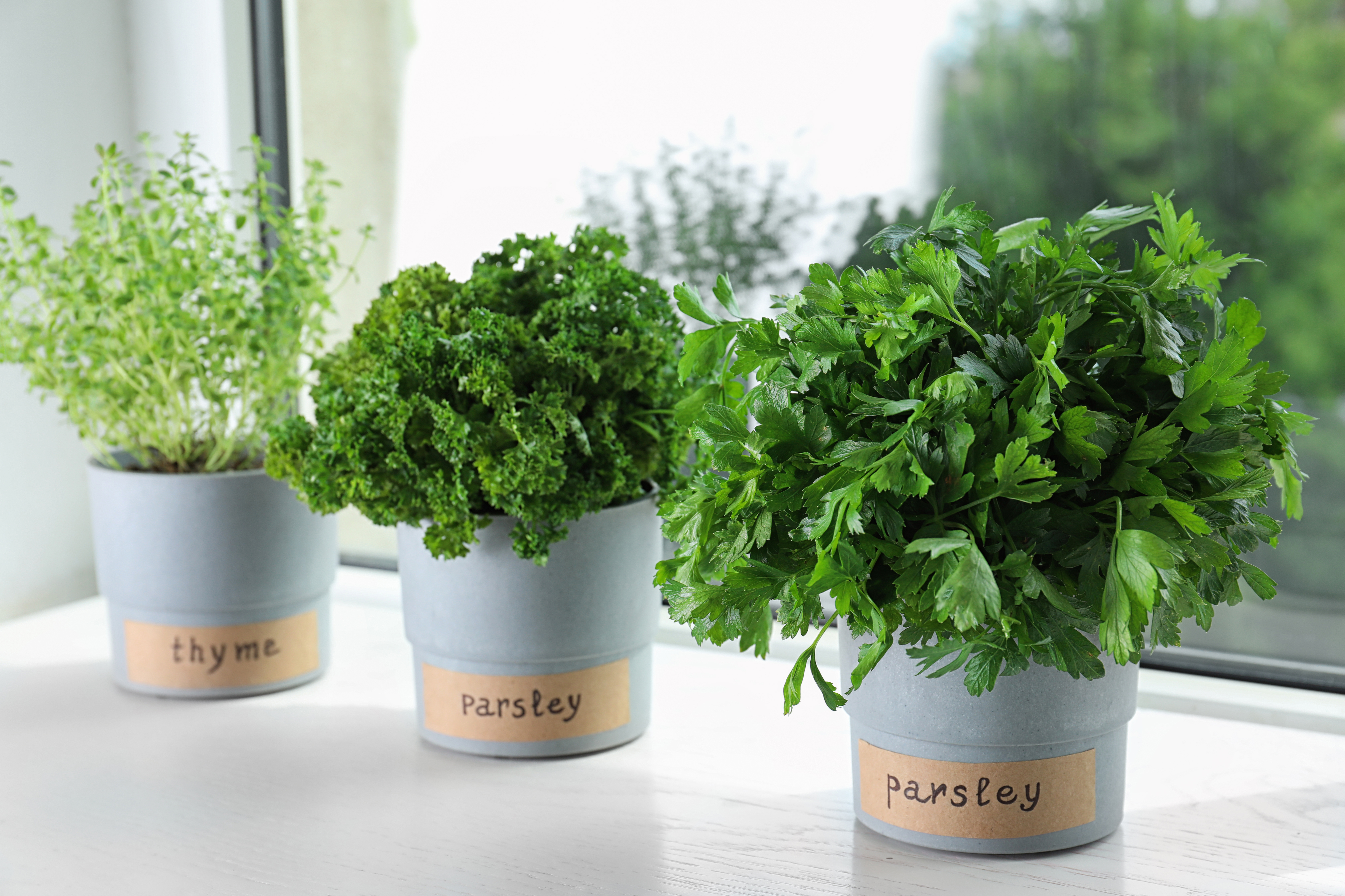https://images.contentstack.io/v3/assets/blt9777ffe07a3470fa/bltd49a389cdb6667d0/6a8f72963466472cf3a2b762/herbs_indoor_garden_kitchen.png https://images.contentstack.io/v3/assets/blt9777ffe07a3470fa/bltd49a389cdb6667d0/6a8f72963466472cf3a2b762/herbs_indoor_garden_kitchen.png