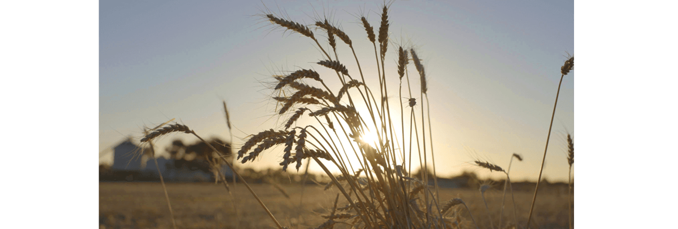 Golden wheat from Australia