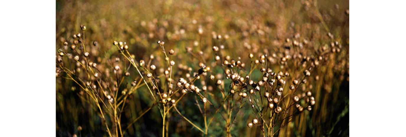Linseed from Ashburton, New Zealand