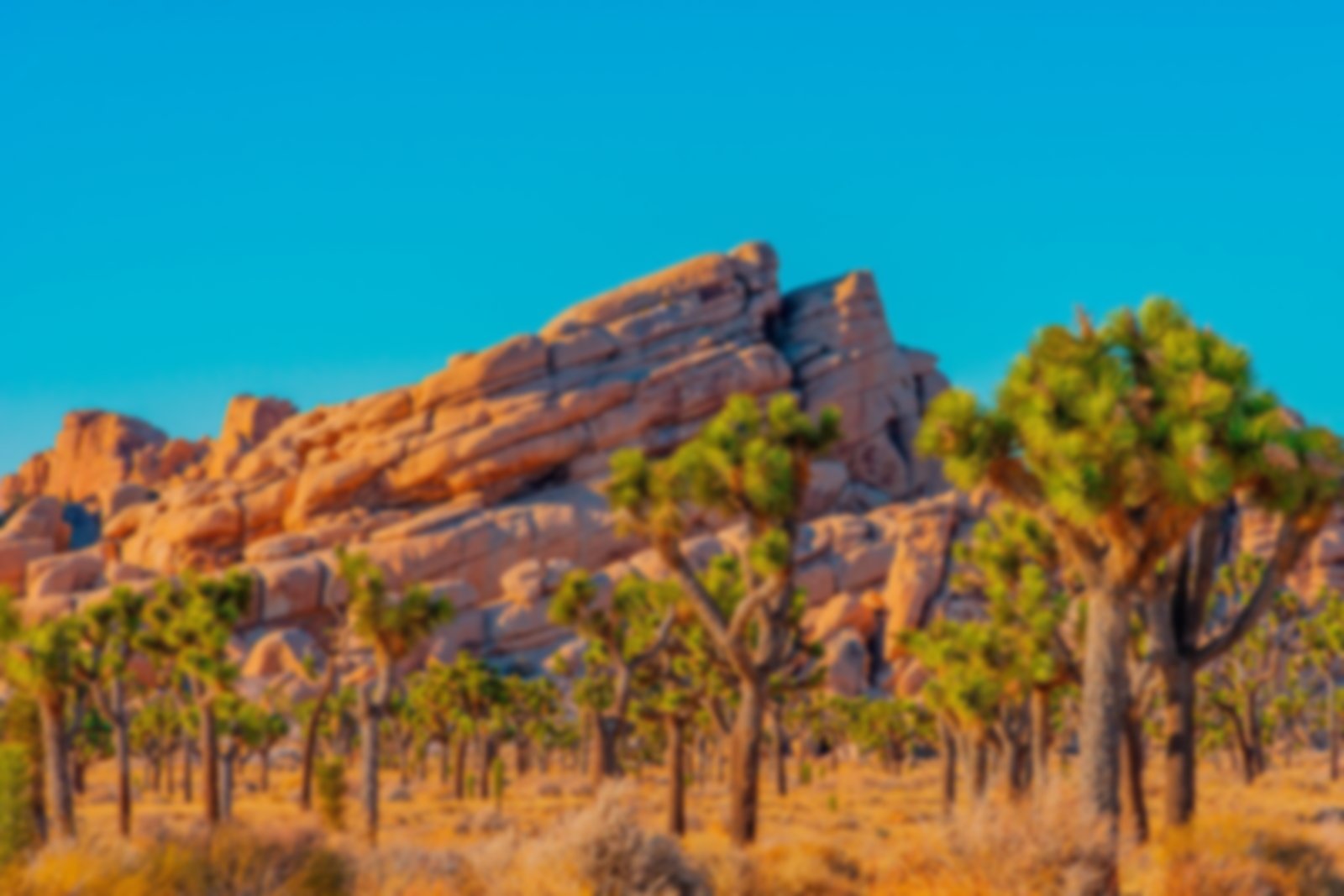 Joshua Trees in Joshua Tree National Park, Southern California
