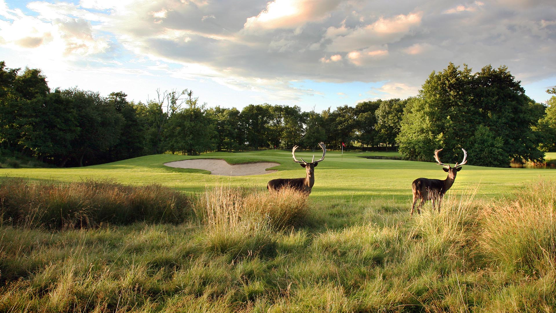 Deer in the rough at the Forest of Arden