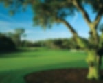Golf course - turtle-point-course-kiawah-island : turtlepoint91