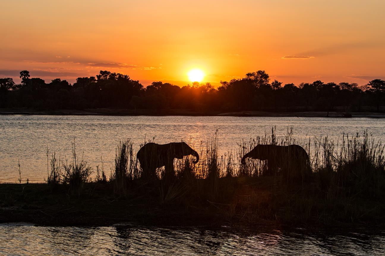 Africa elephants sunset