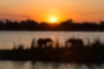 Africa elephants sunset