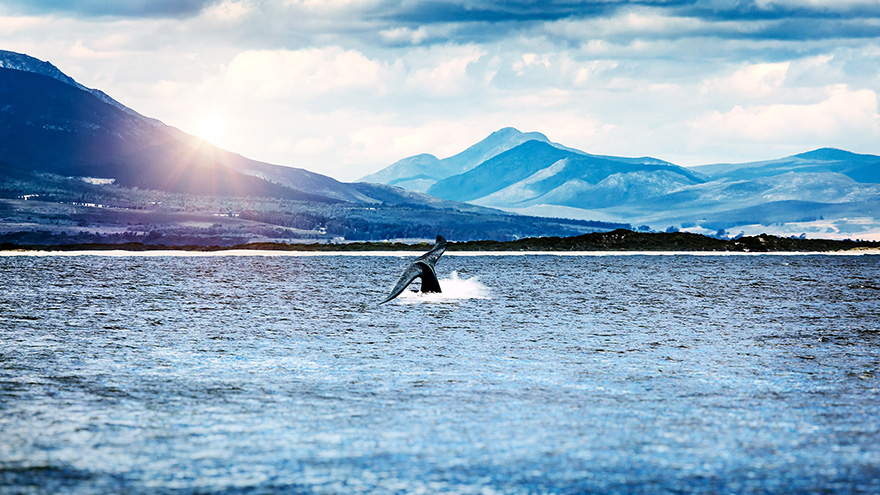 Cape Triangle Golf Tour