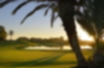 Venue - tikida-golf-palace : palm-tree-and-green-at-golf-du-soleil