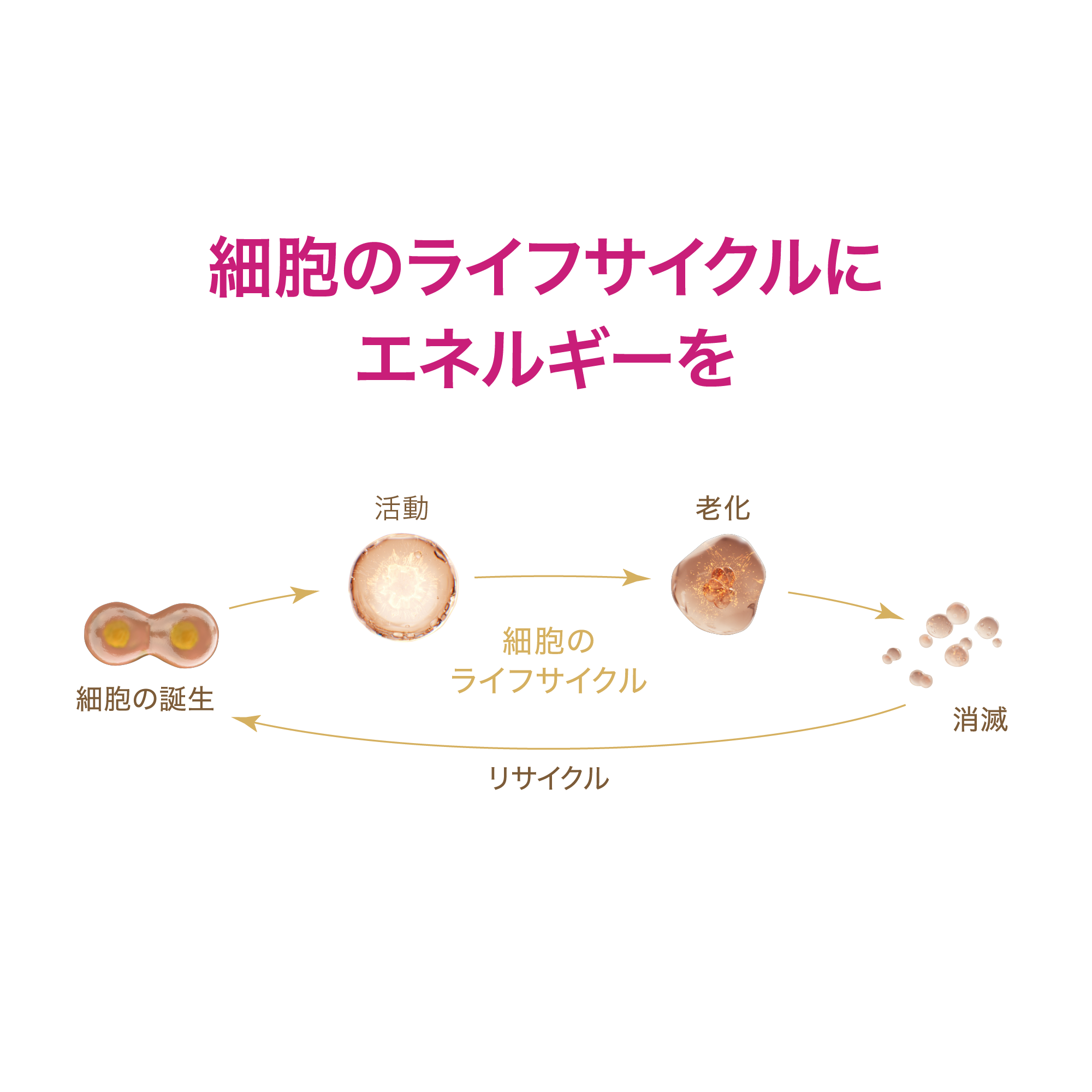 ロンジェビティ トリートメント ローション) ：Amway(日本アムウェイ