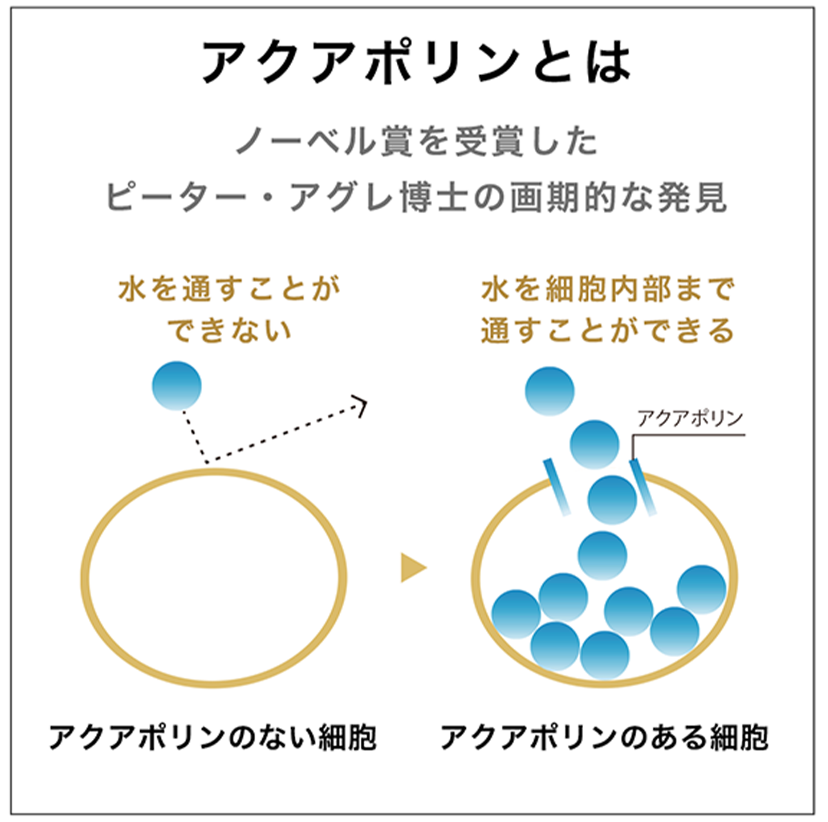 (ハイドラ アクア スキン ローション) :Amway(日本アムウェイ) amwaylive