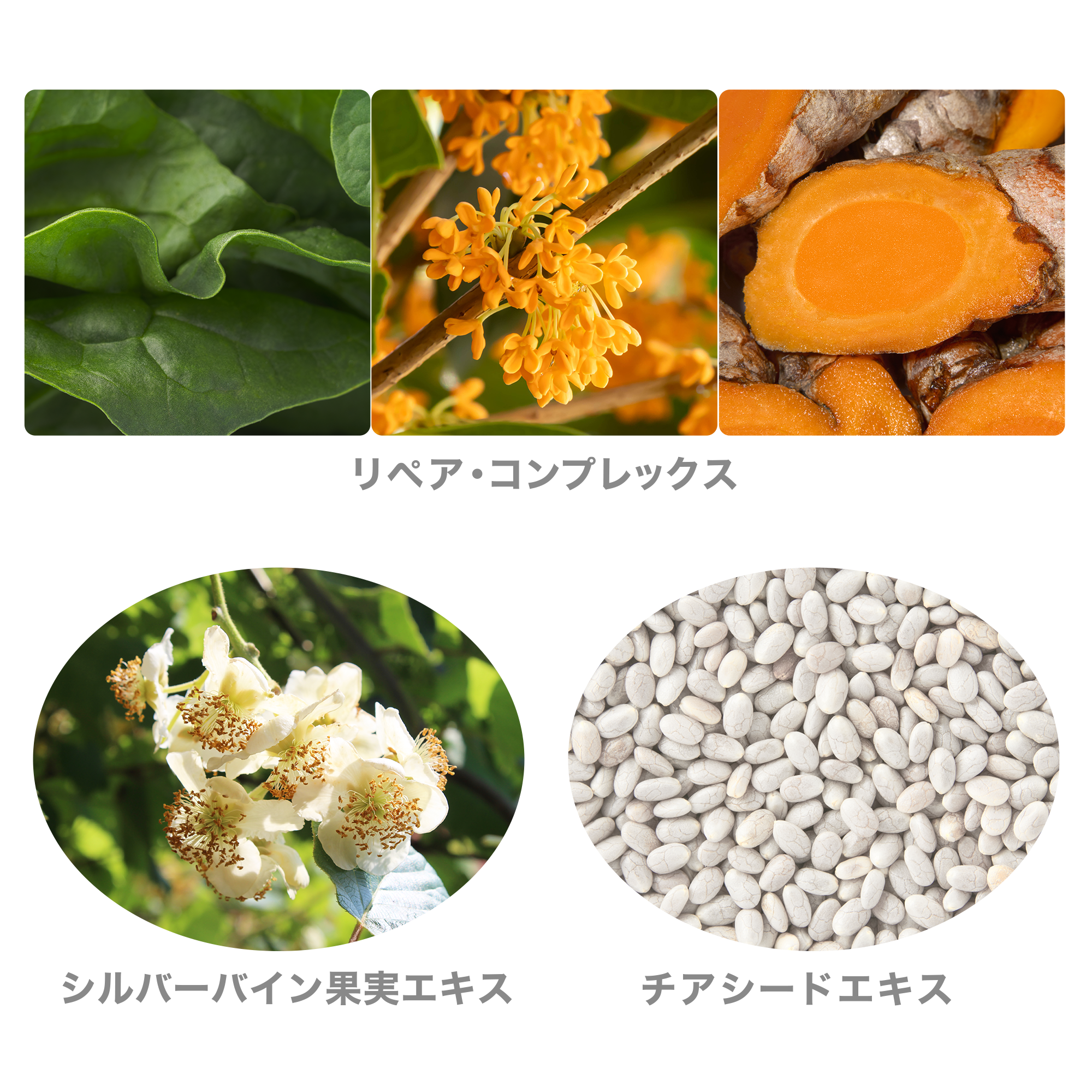 ひきしめ クリーム) ：Amway(日本アムウェイ) | amwaylive