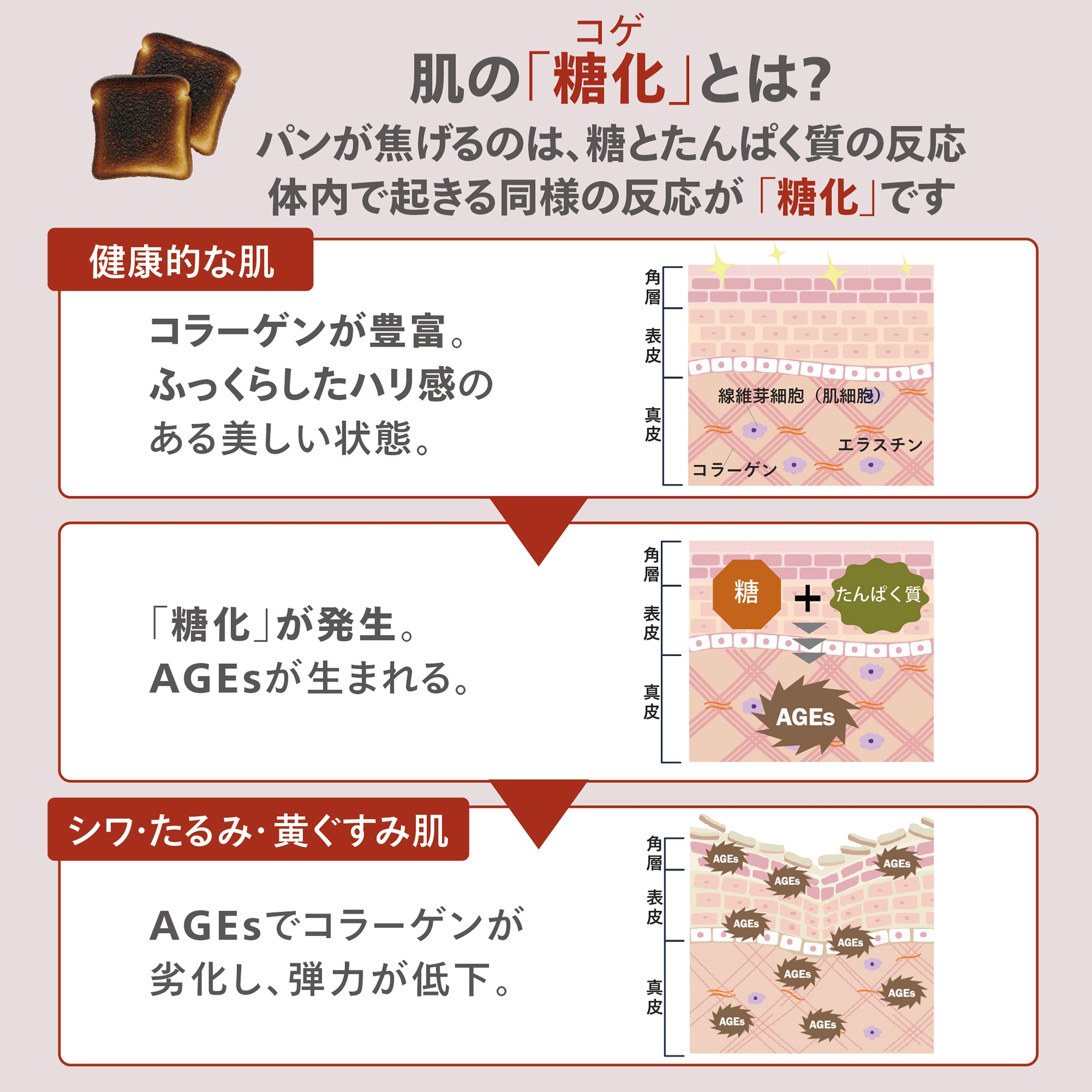 トゥルーユース サプリメント) ：Amway(日本アムウェイ) | amwaylive