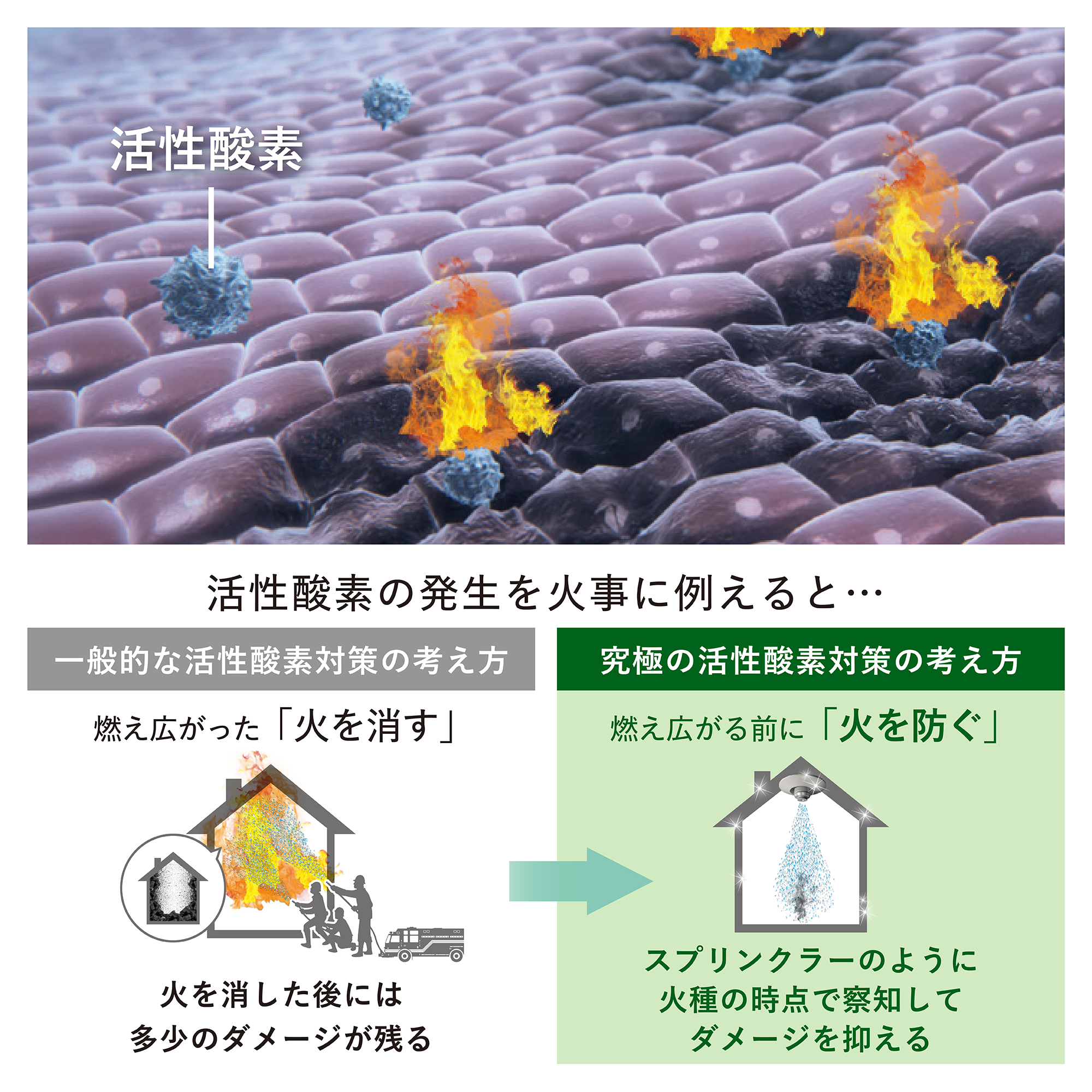 NUTRILITE トリプルX 説明07