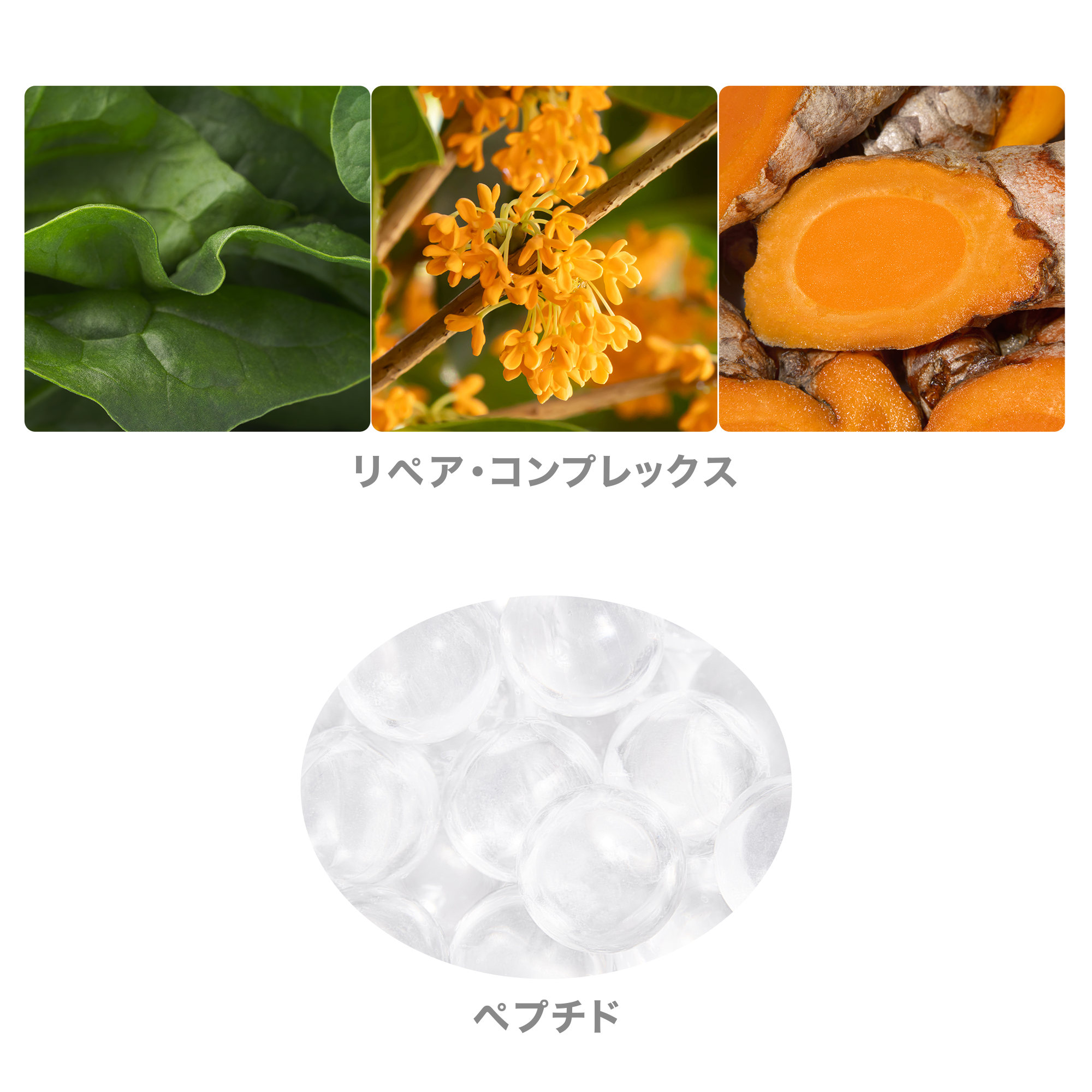 ハリ アイクリーム) ：Amway(日本アムウェイ) | amwaylive