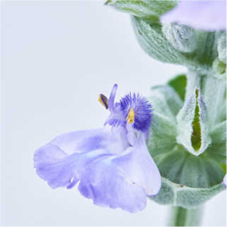 ARTISTRYが刷新！誕生、SKIN NUTRITION™ | amwaylive