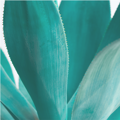 ARTISTRYが刷新！誕生、SKIN NUTRITION™ | amwaylive