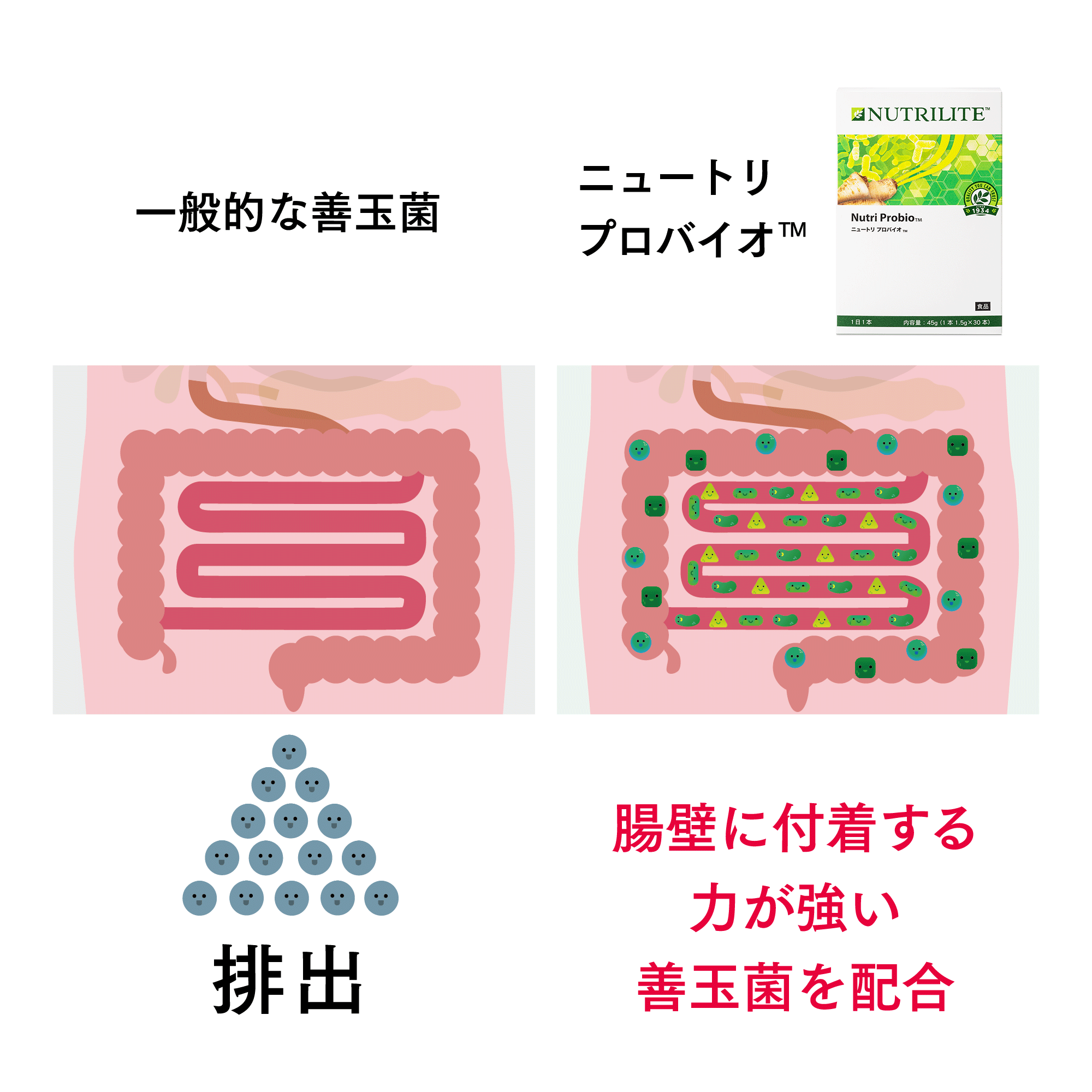 健康食品アムウェイ  ニュートリ　プロバイオ　プラス　80本