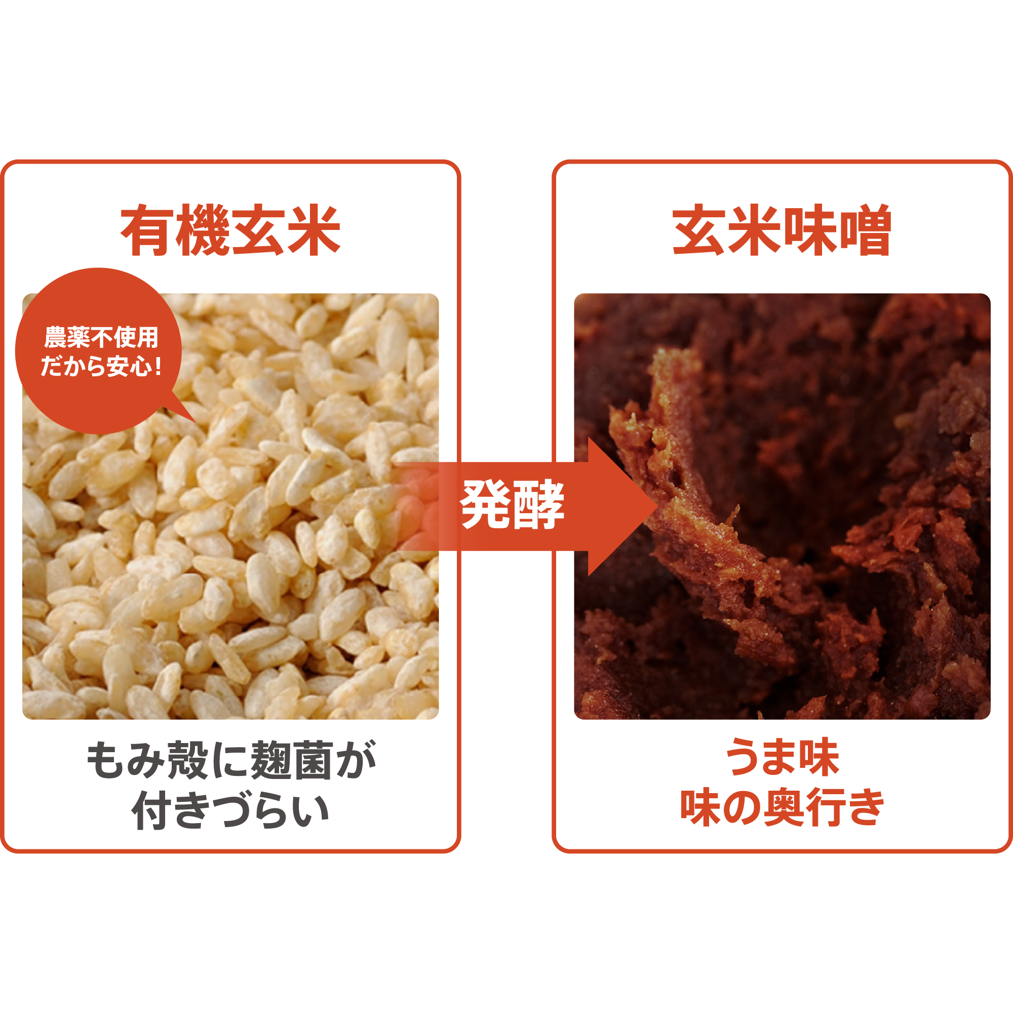 10円基金対象】玄米味噌) ：Amway(日本アムウェイ) | amwaylive