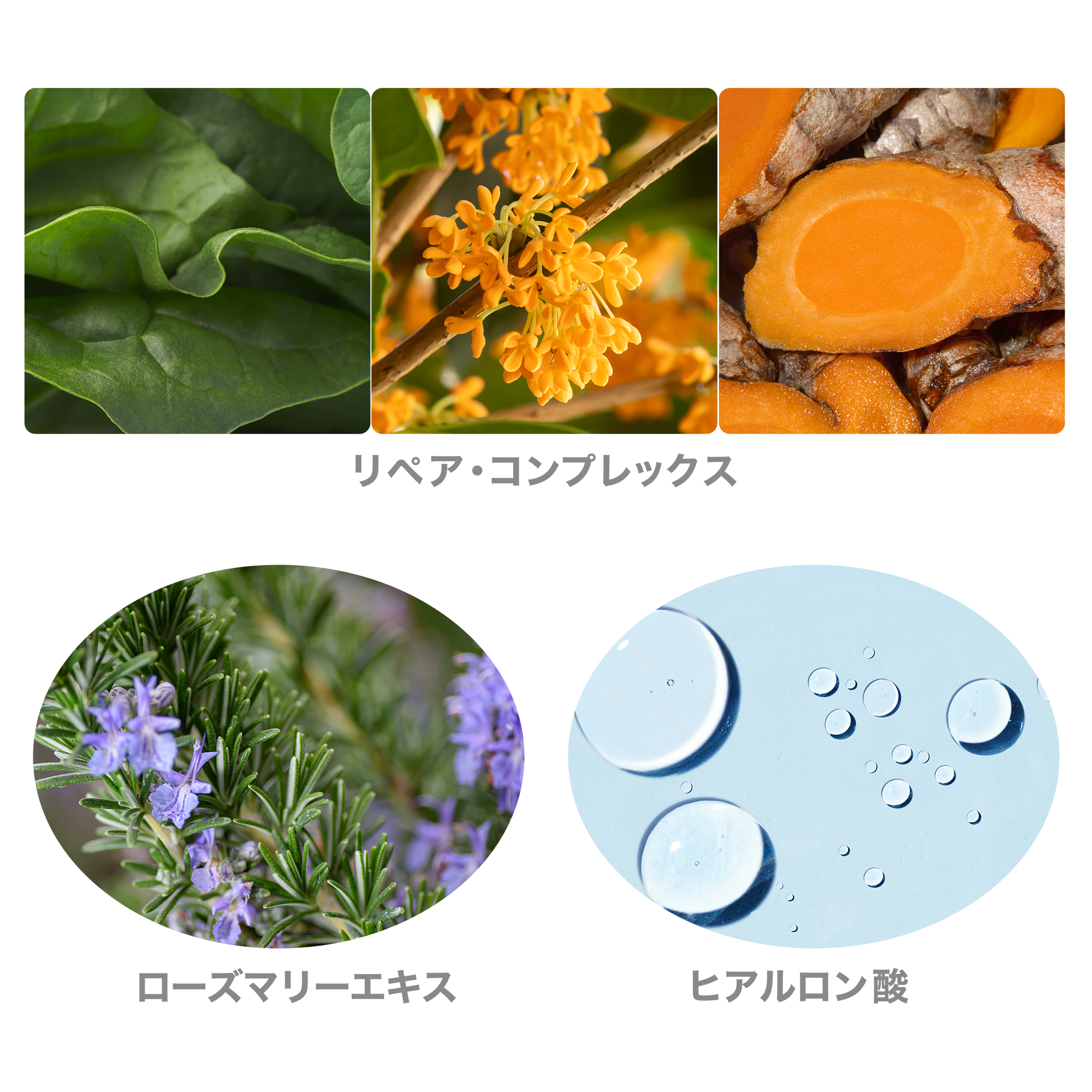 ハリ クリーム) ：Amway(日本アムウェイ) | amwaylive