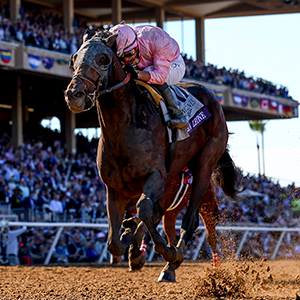 2024 BREEDERS' CUP まとめセット Breeders' Cup | Oct. 31 & Nov. 1 2025