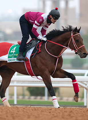 2024 BREEDERS' CUP まとめセット 2024 Breeders' Cup Classic Picks and Predictions