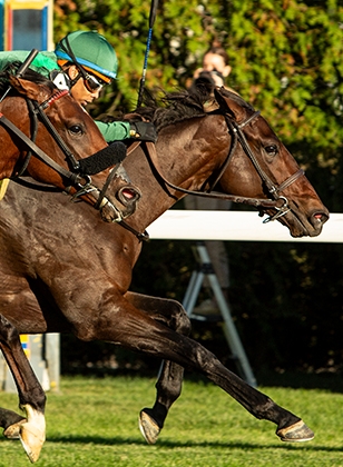 2024 BREEDERS' CUP まとめセット Breeders' Cup 2024 Top Contenders on HorseCenter - YouTube