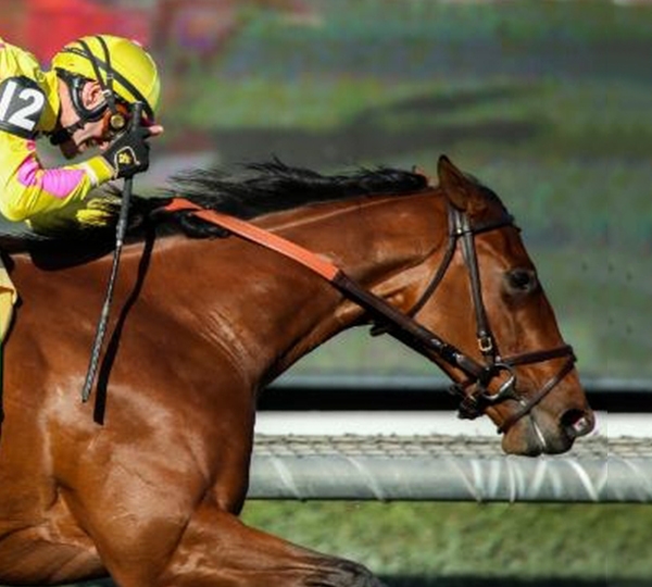Breeders' Cup World Championships 2024