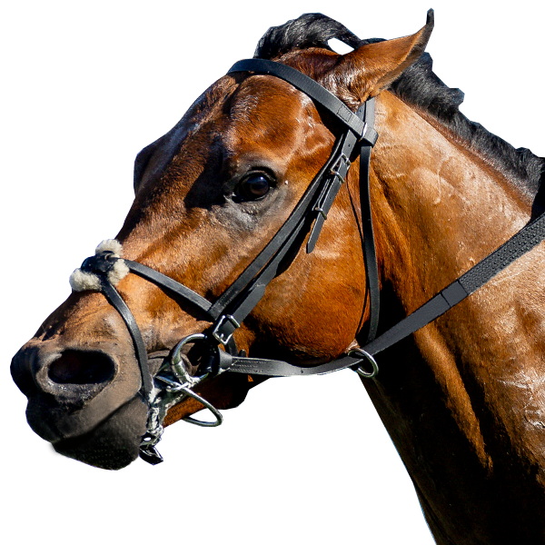 Breeders' Cup World Championships 2024