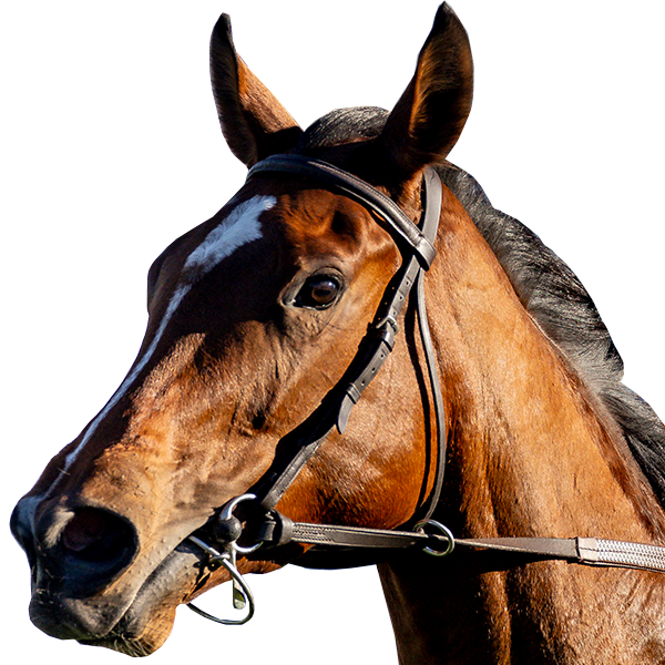 2024 BREEDERS' CUP まとめセット Breeders' Cup World Championships 2024