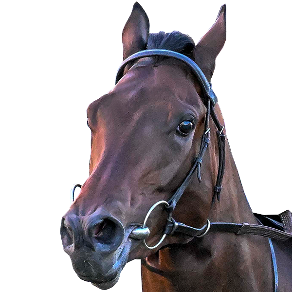 2024 BREEDERS' CUP まとめセット 2024 BREEDERS' CUP: JAPANESE HORSES PREVIEW - YouTube