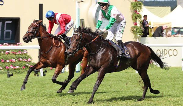 2024 BREEDERS' CUP まとめセット Breeders' Cup World Championships 2024