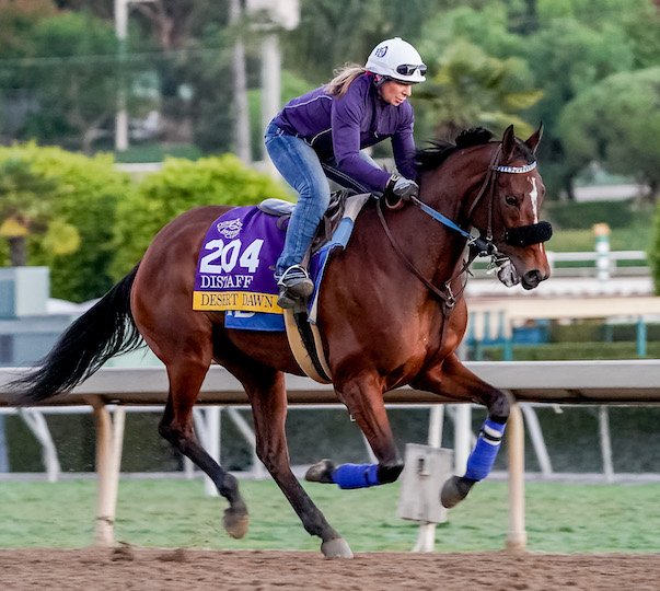 Breeders’ Cup Distaff Contender Desert Dawn Gives Arizona Owner/Breeder