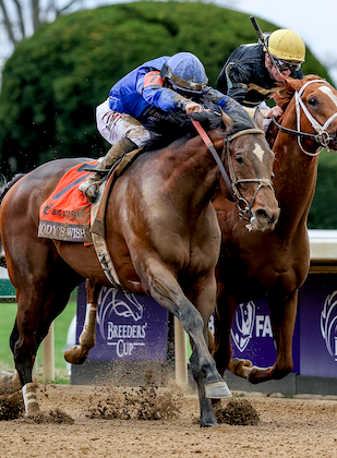 Cody s Wish Leads First Week of Longines Breeders Cup Classic