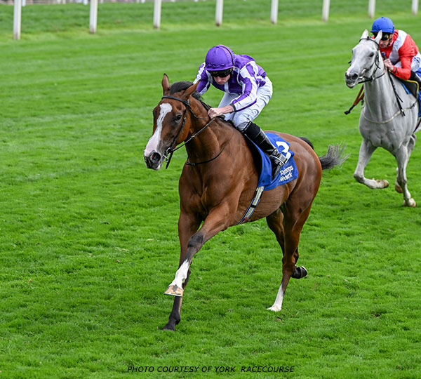 Breeders' Cup Contenders