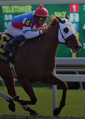 2024 BREEDERS' CUP まとめセット Road to 2024 Breeders' Cup: Sneak Peek at Keeneland Fall Stars Races
